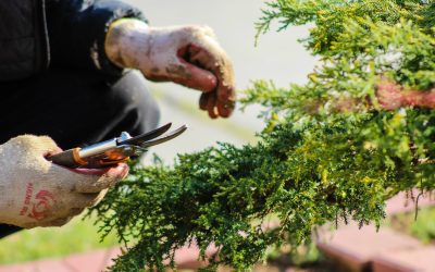 TIPS FOR OUTDOOR GARDENING FOR BEGINNERS